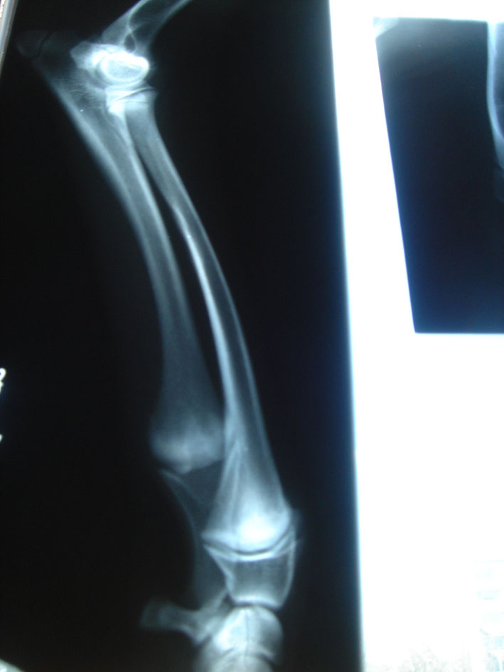 AZAWAKH ARA N�TATRIT a dog with a Radius Curvus Syndrom.